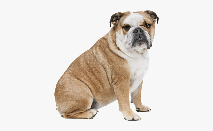 כלב בולדוג, HD Png Download