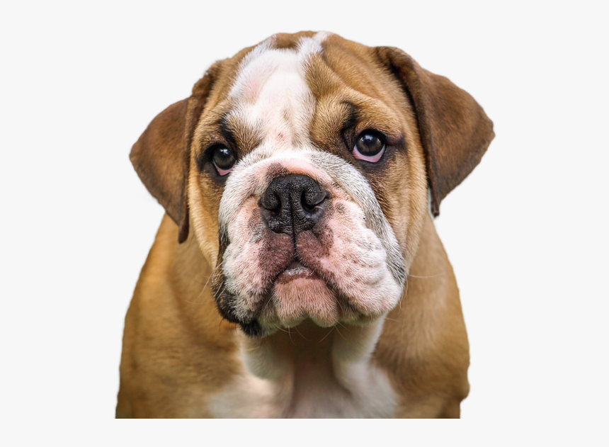 French Bulldog Valley Bulldog Olde English Bulldogge - Jowls Dog, HD Png Download