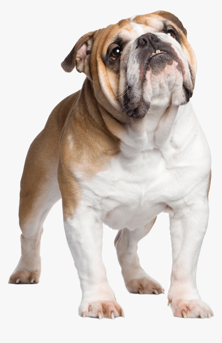 British Bulldog With Union Jack Hd Png Download Transparent Png