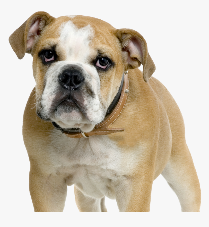 Dorset Olde Tyme Bulldogge American Bulldog Olde English, HD Png Download