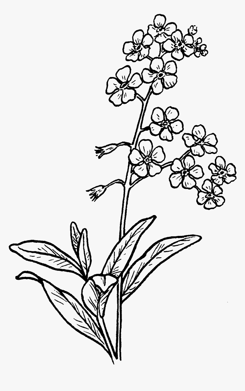 Forget Me Not Drawing At Getdrawings - Forget Me Not Flowers To Drawing, HD Png Download