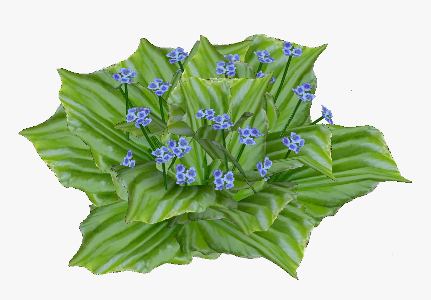 Chatham Island Forget Me Not - Cut Flowers, HD Png Download