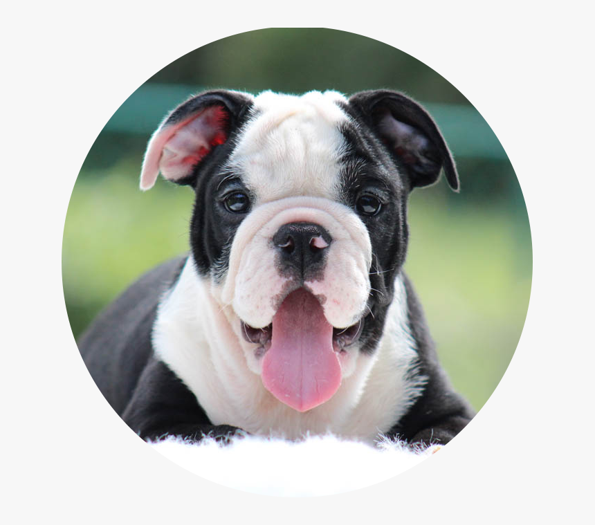 Olde English Bulldogge, HD Png Download