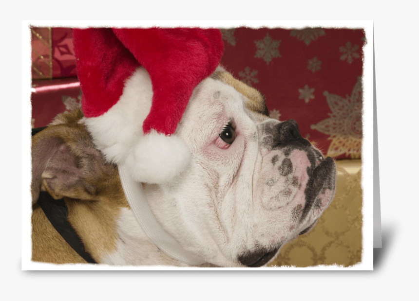 English Bulldog Not Merry Greeting Card - French Bulldog, HD Png Download