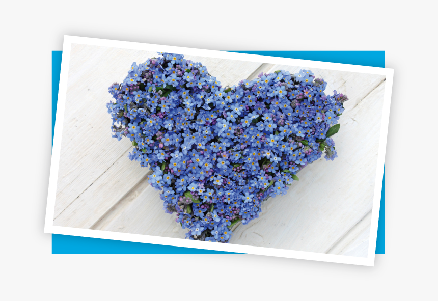 Alpine Forget-me-not, HD Png Download