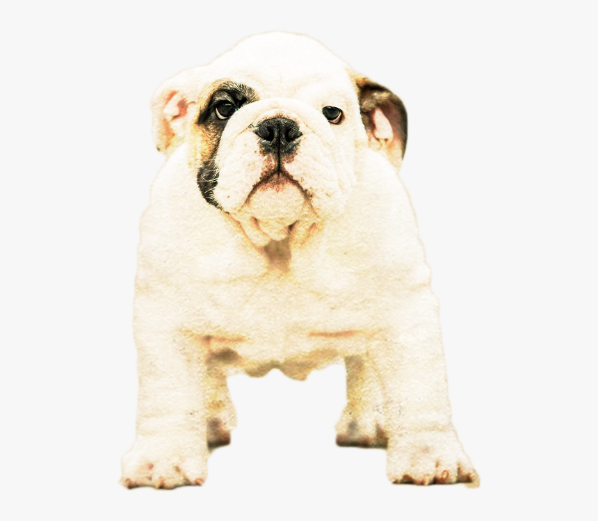 Olde English Bulldogge, HD Png Download