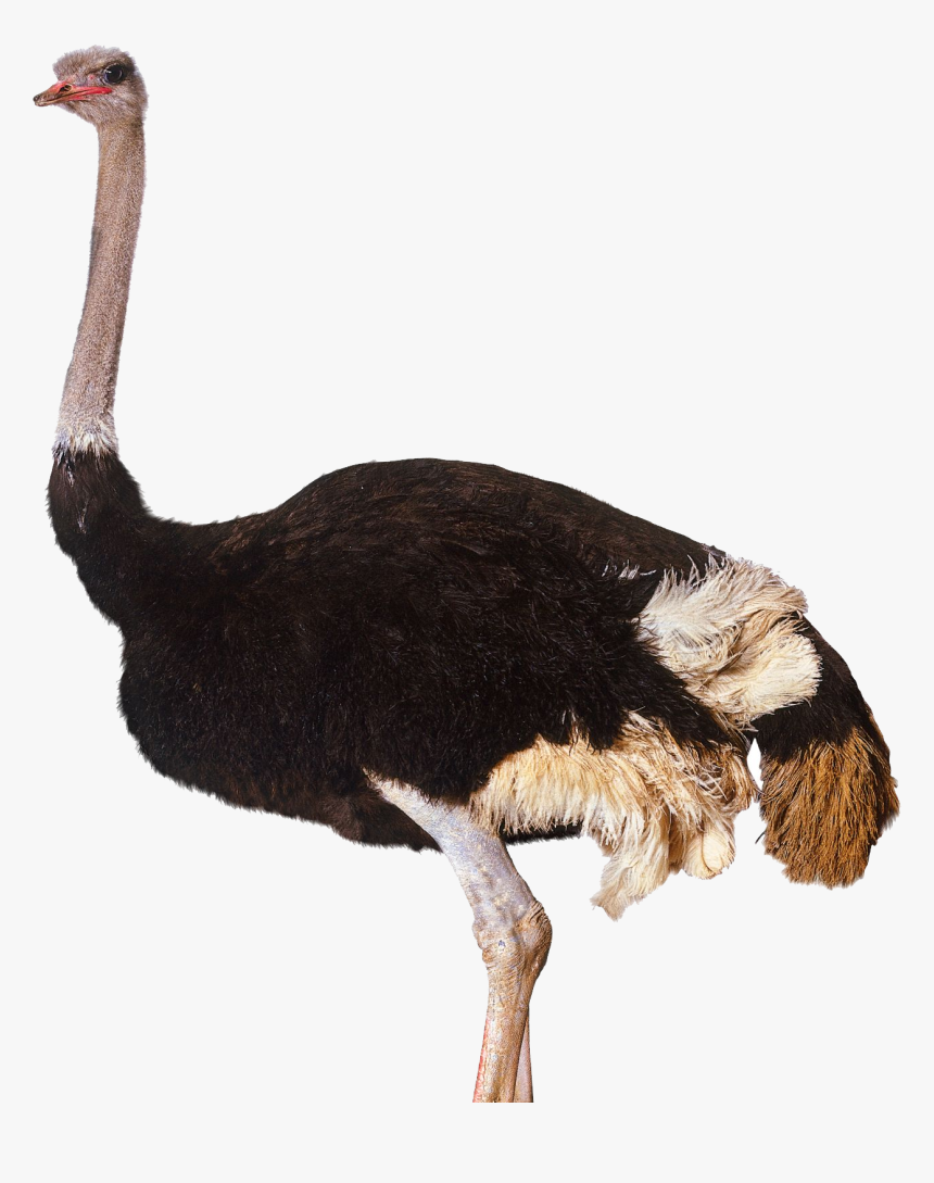 Ostrich Png, Transparent Png