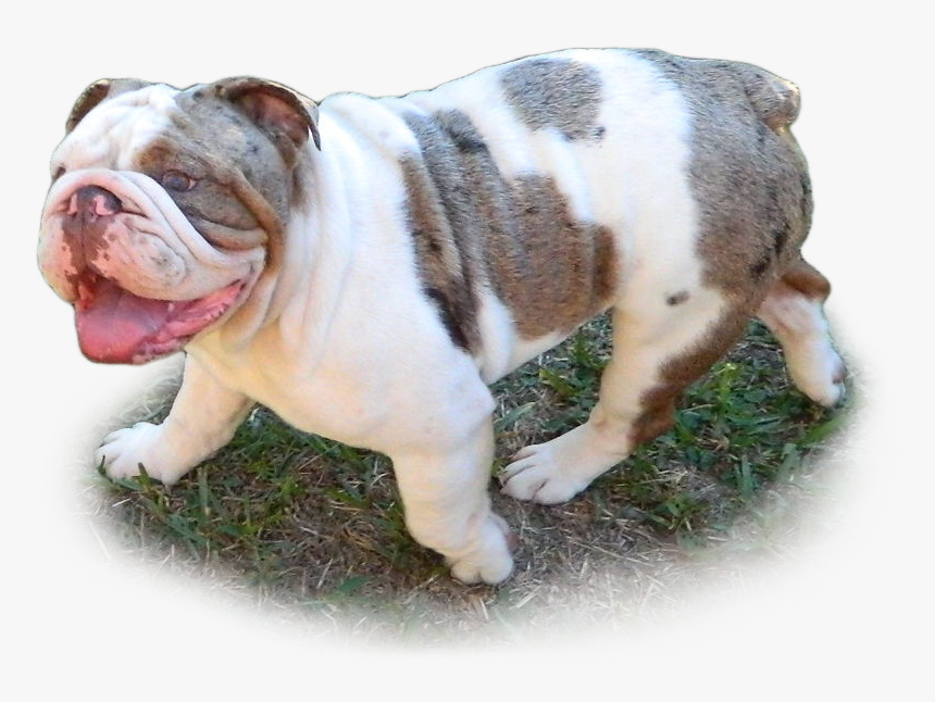 Bang - Bulldog, HD Png Download