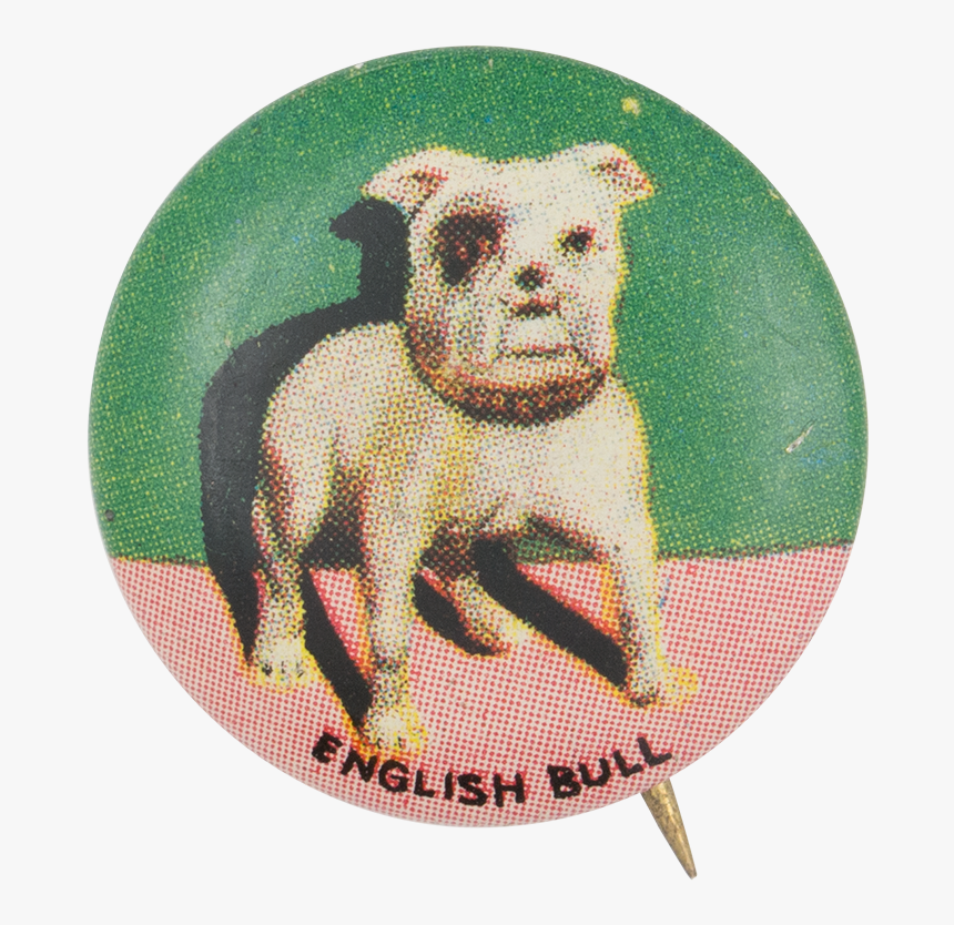 English Bull Art Button Museum - Bull And Terrier, HD Png Download