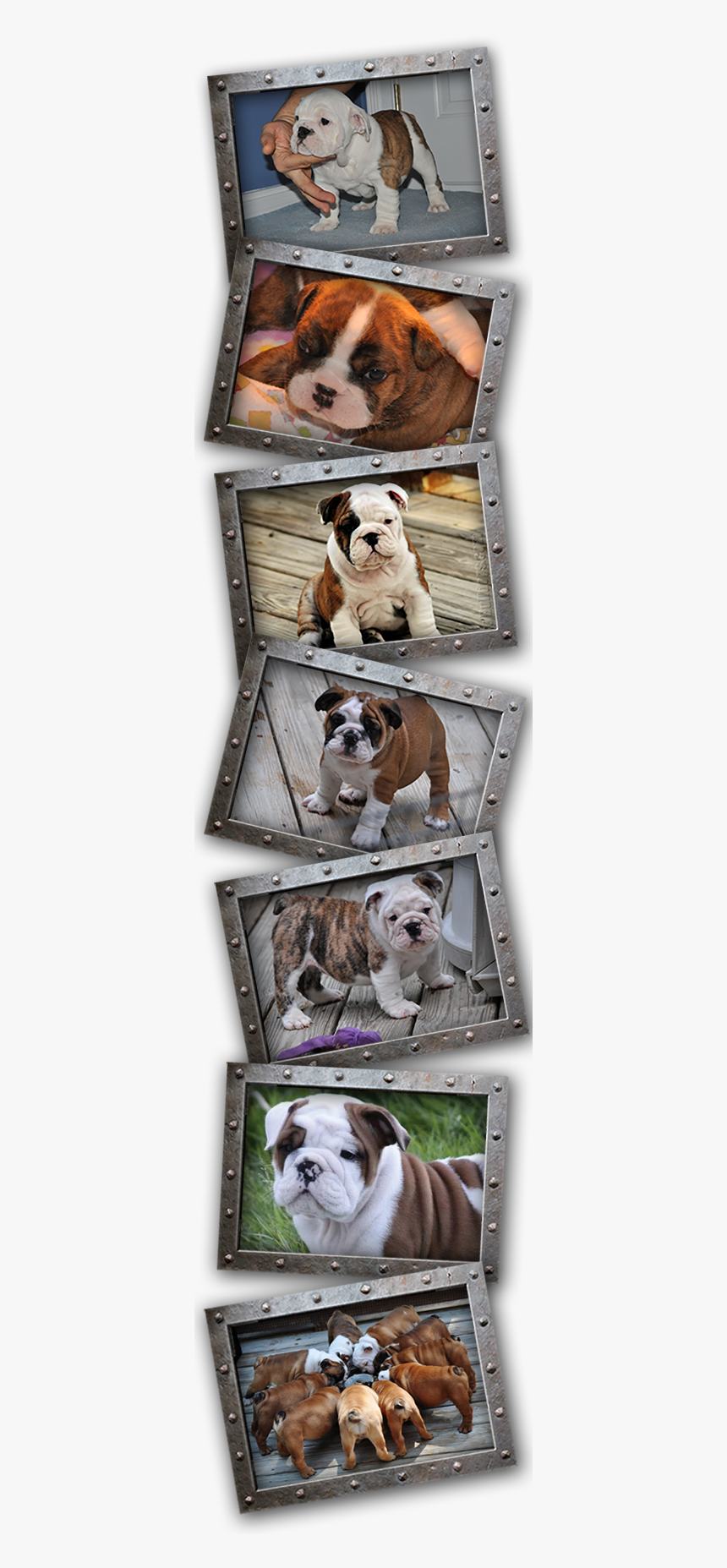 English Bulldog Png, Transparent Png