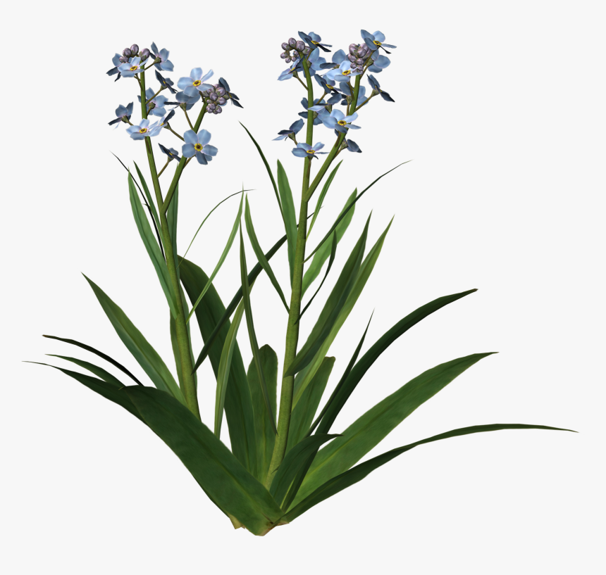 For Get Me Not 1[1] - Plantes Collage Png, Transparent Png