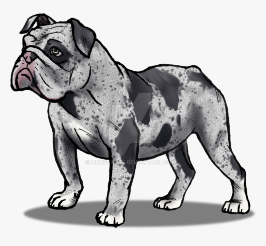 Drawn Bulldog Olde English Bulldogge - Olde English Bulldogge, HD Png Download
