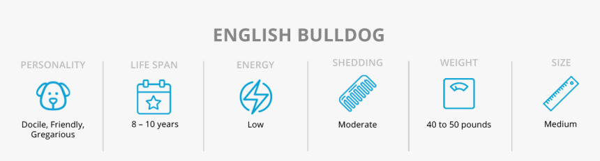 Facts About English Bulldog Dogs & Puppies For Sale - Puppy, HD Png Download