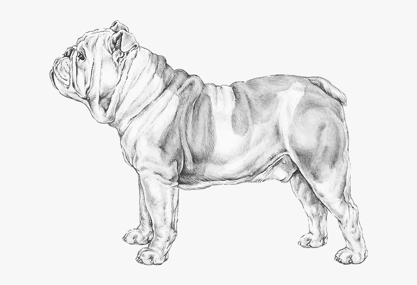 Transparent English Bulldog Png - Peso De Un Bulldog Ingles, Png Download