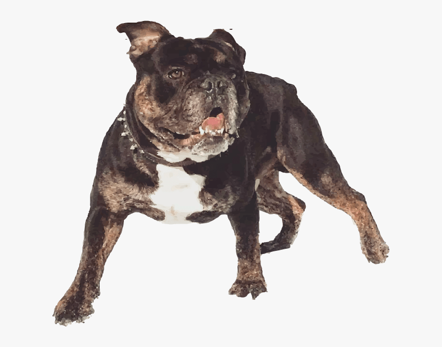 Olde English Bulldogge, HD Png Download