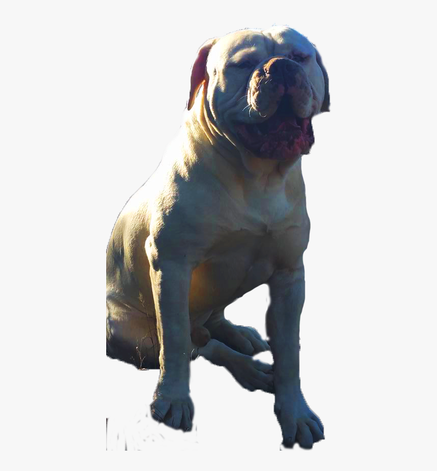 American Bulldog Stud - Male American Bulldog Johnson, HD Png Download