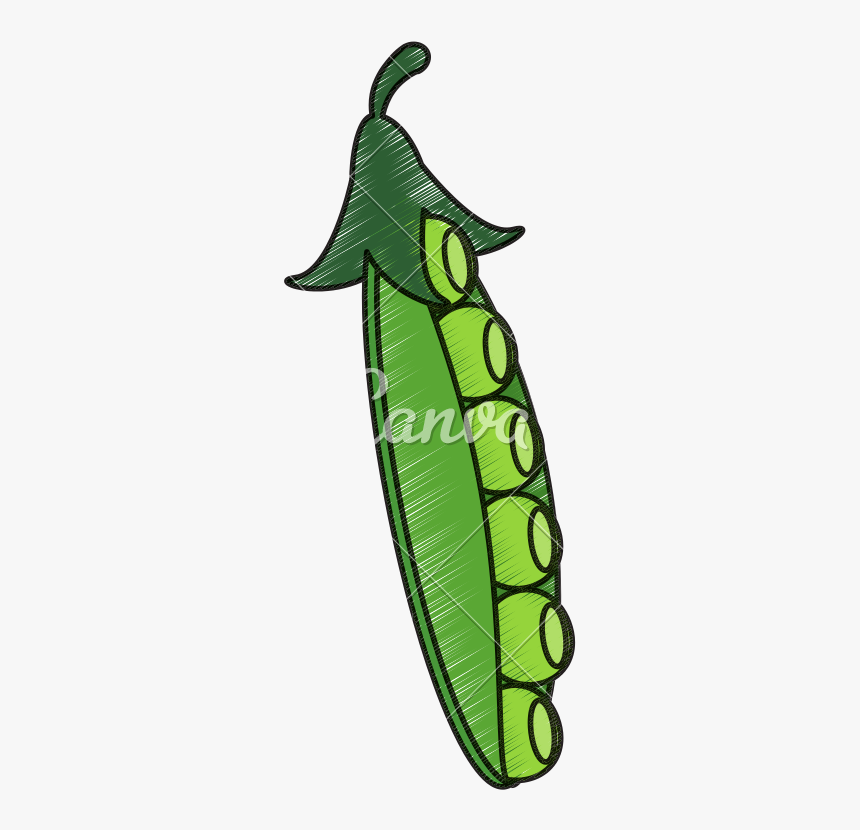 Drawing Of Peapod - Snap Pea, HD Png Download