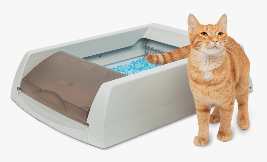 Scoopfree Cat - Tabby Cat, HD Png Download