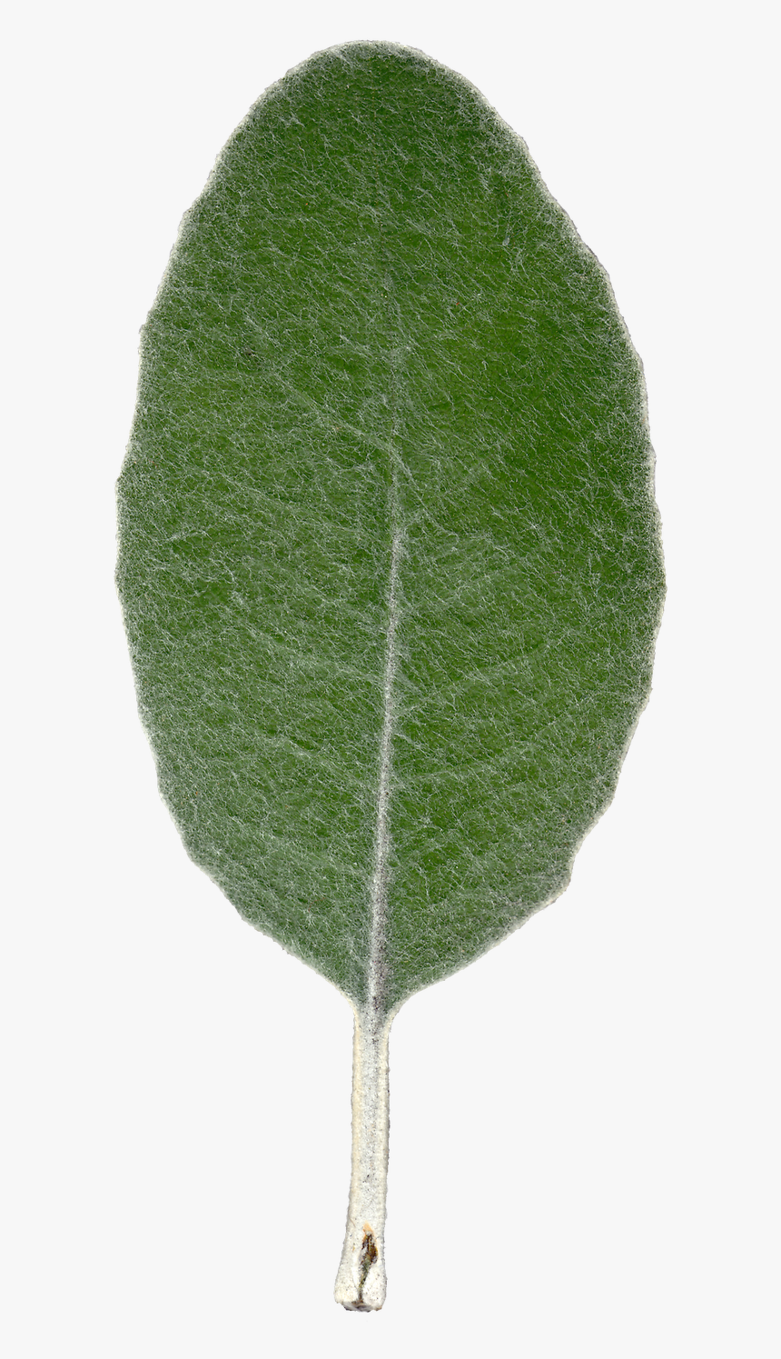 Plant Leaf Texture Front View By Hhh316 - Common Sage, HD Png Download