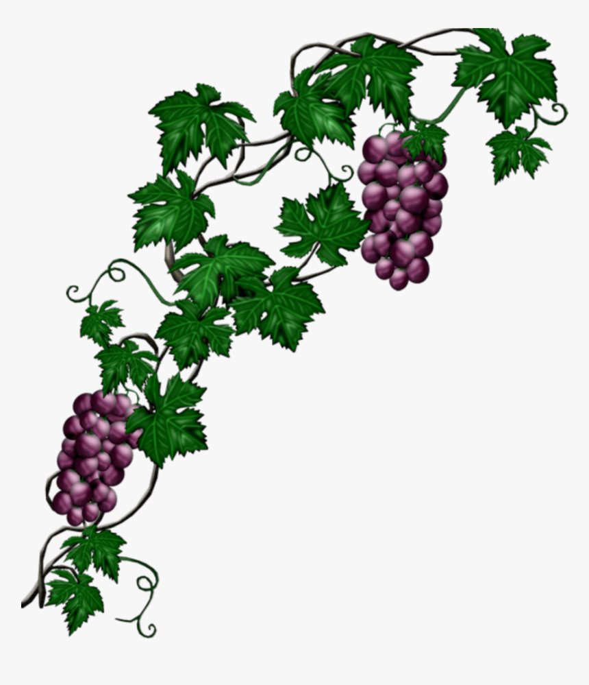 #mq #blue #grape #grapes #vine #vines - Grape Vine Png, Transparent Png
