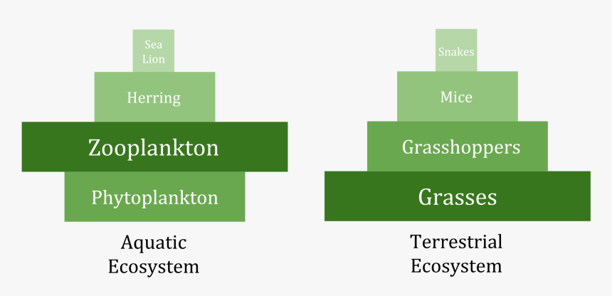 Perfect Producers And Scary Consumers - Marine Inverted Biomass Pyramid, HD Png Download