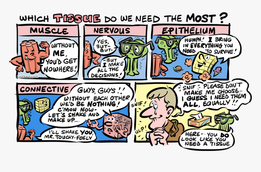 Which Tissue Do We Need The Most - Comic Strips About Connective Tissue, HD Png Download