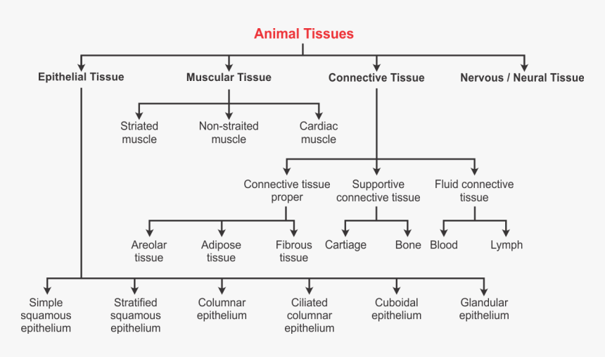 Diagram, HD Png Download