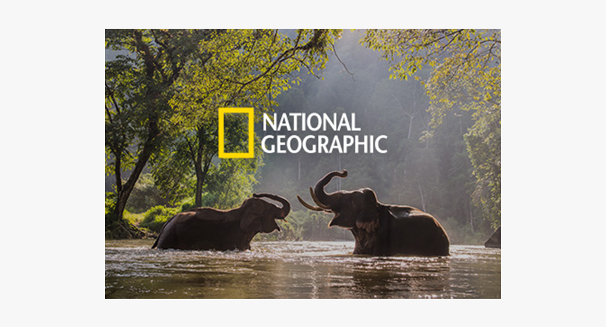 Indian Elephants In Water, HD Png Download