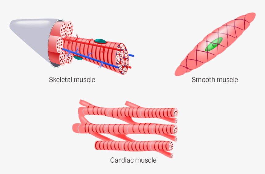 Cardiac Muscle Tissue Organ, HD Png Download