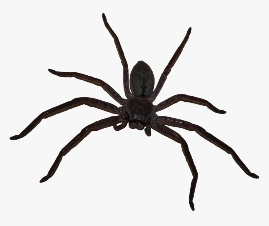 Big Spider Png Download - Big Spider Png, Transparent Png