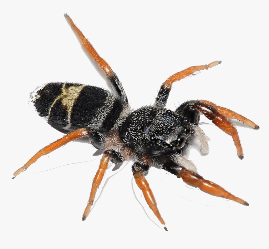 Spider Png Image Download - Biting Flying Ants, Transparent Png