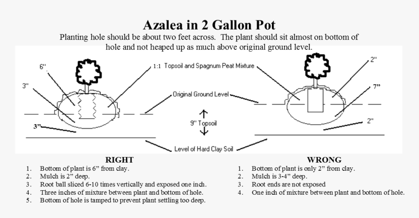 Do Azaleas And Rhododendrons Prefer Sun Or Shade - Pleasant White Azalea, HD Png Download
