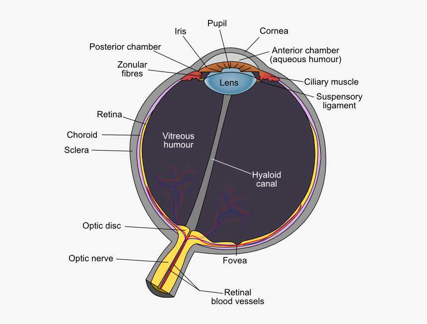 Eye Diagram Optic Disc, HD Png Download