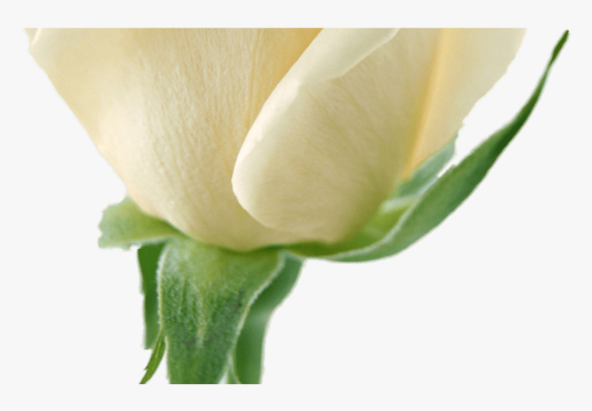 White Flower Garland For Free Download On Mbtskoudsalg - Flowers, HD Png Download