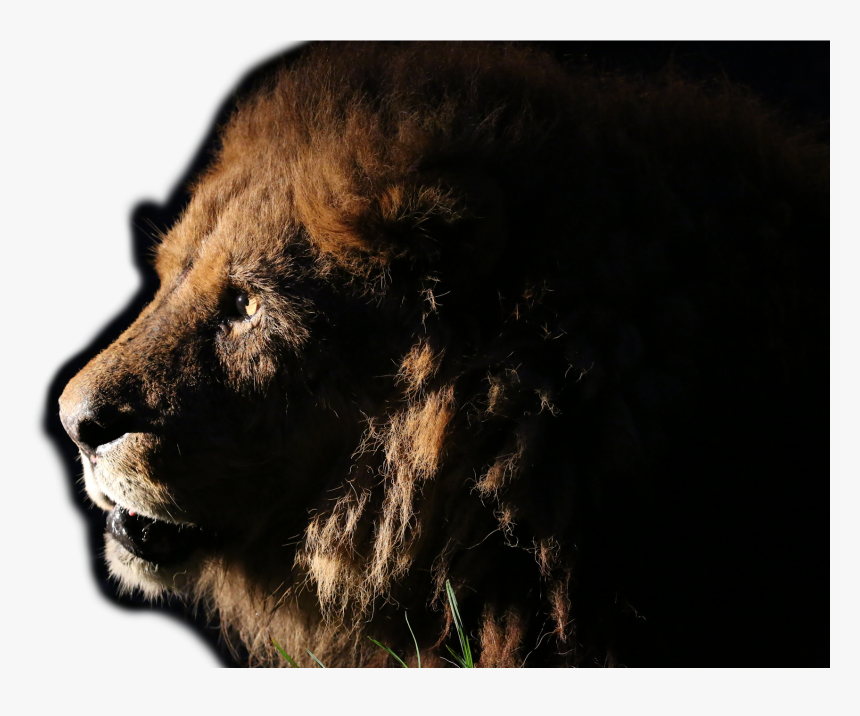 Safari Animals Png, Transparent Png