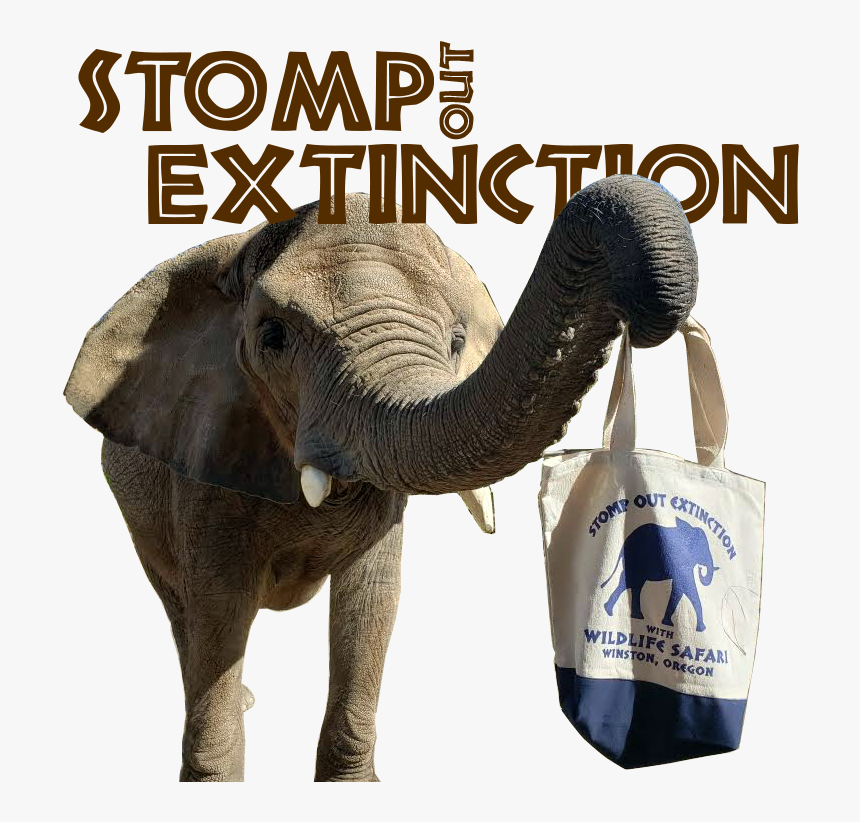 Indian Elephant, HD Png Download