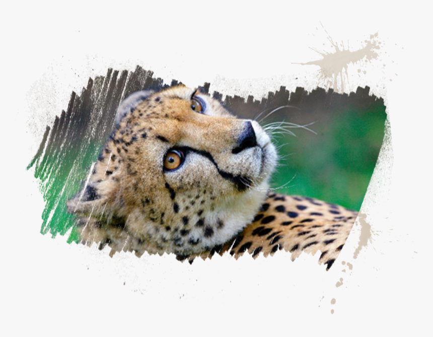 Cheetah, HD Png Download