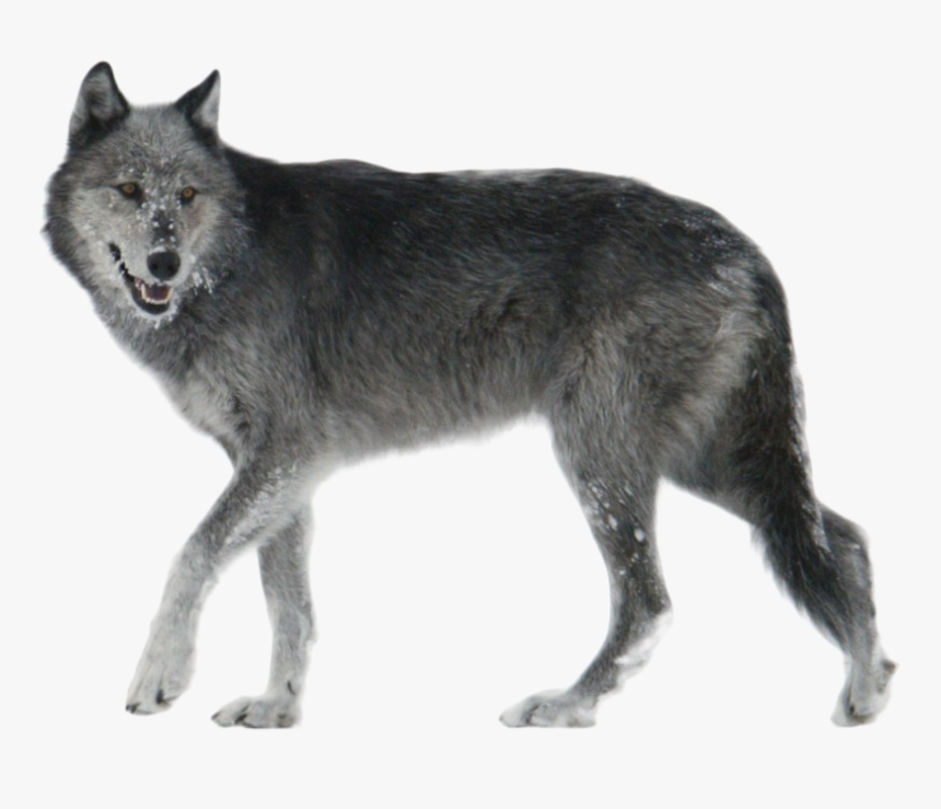 Wolf Png Transparent Background - Grey Wolf Png, Png Download