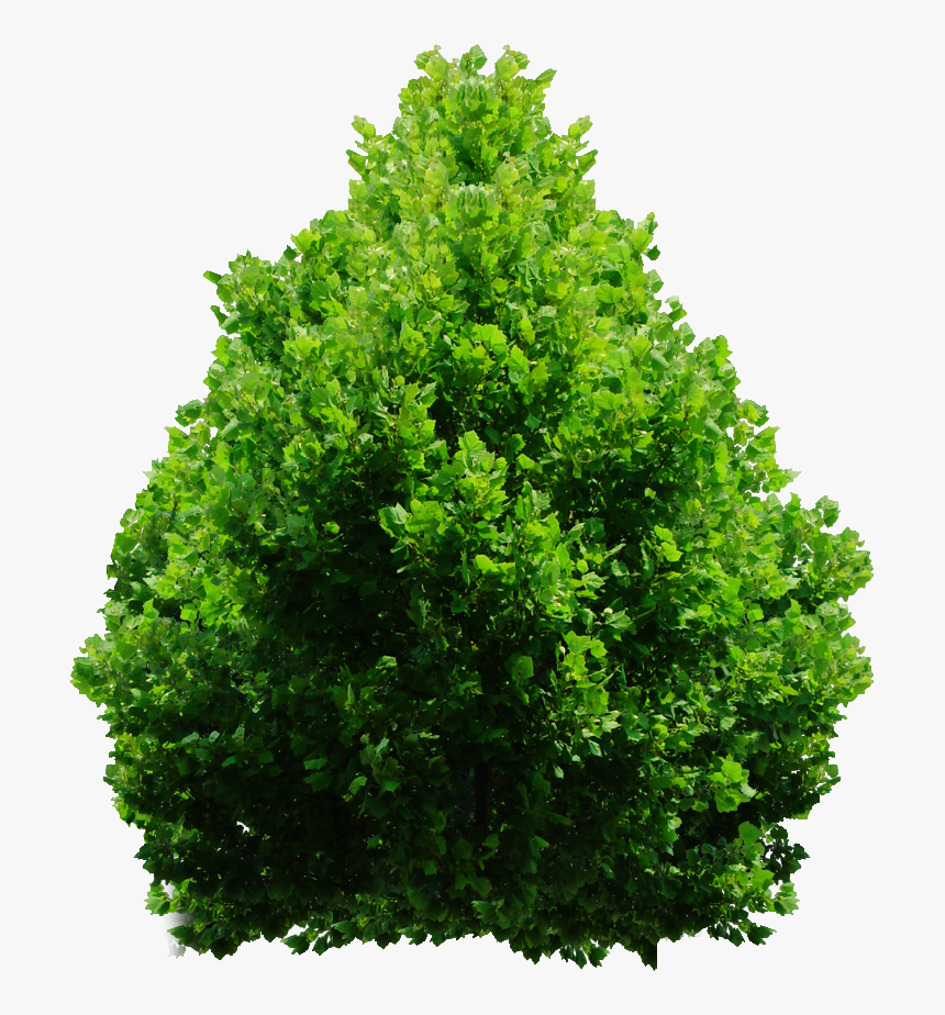 Tree Shrub Png, Transparent Png