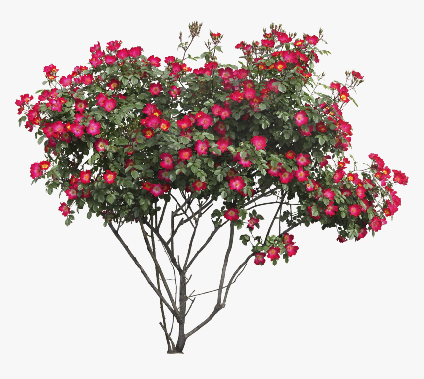 Bushes Png Images Free, Transparent Png
