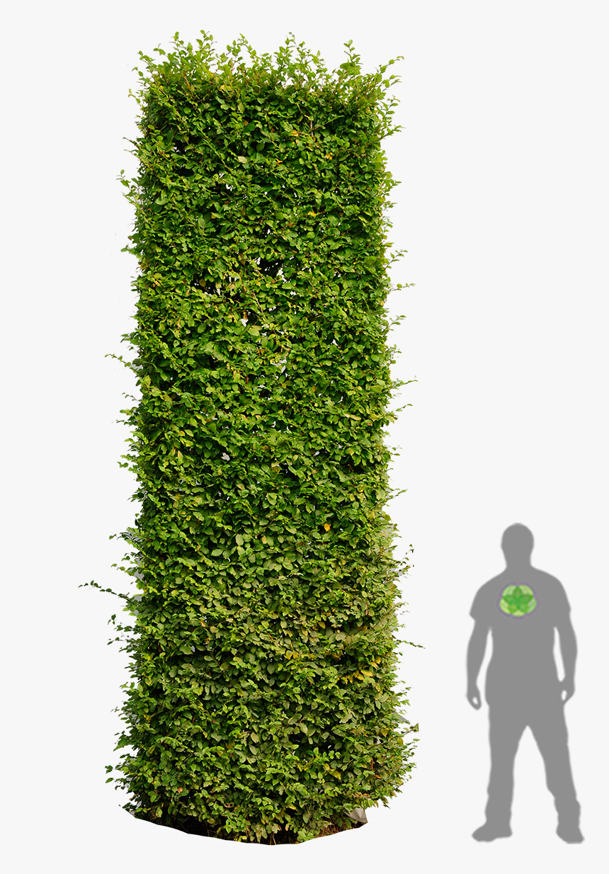 Hedges Clipart Plan - Photoshop Hedge, HD Png Download , Transparent
