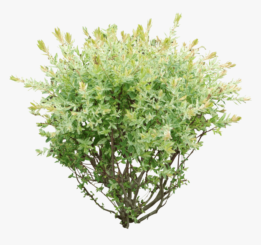 Bush Png, Transparent Png