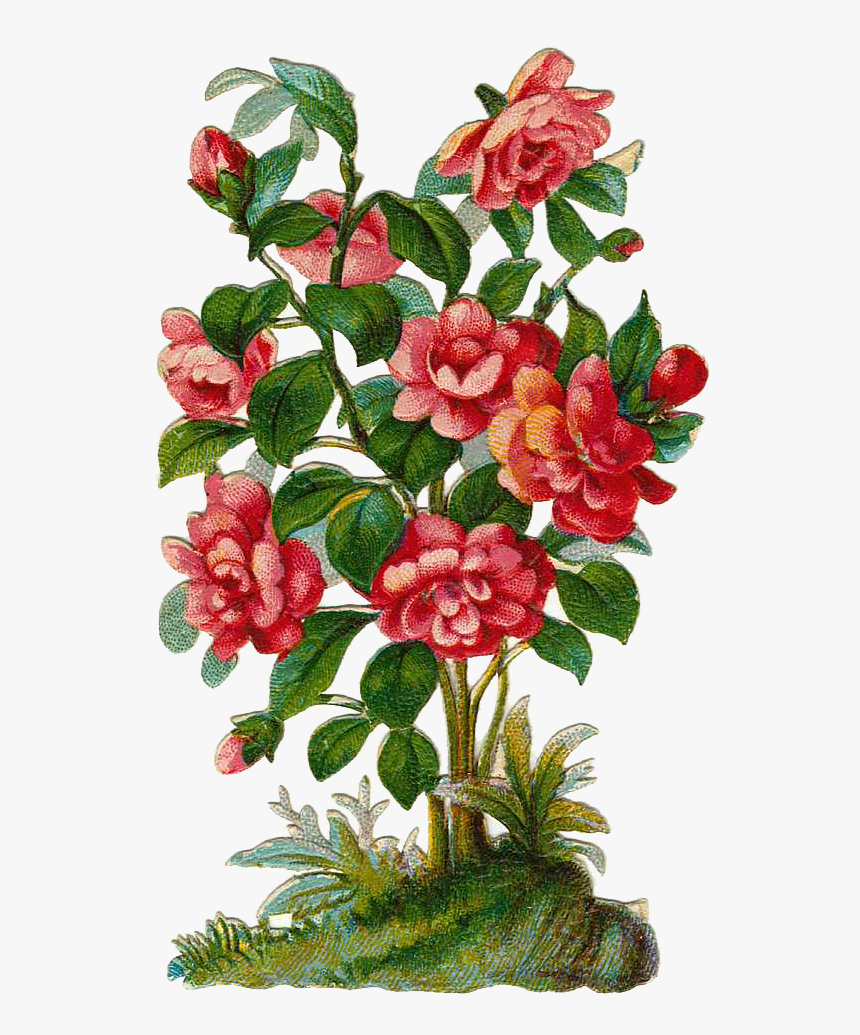 Bushes Clipart Rose Bush - Rose Flower Plant Clipart, HD Png Download