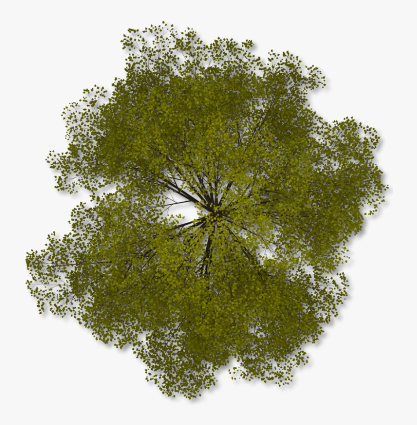 Transparent Background Tree On Plan Png, Png Download