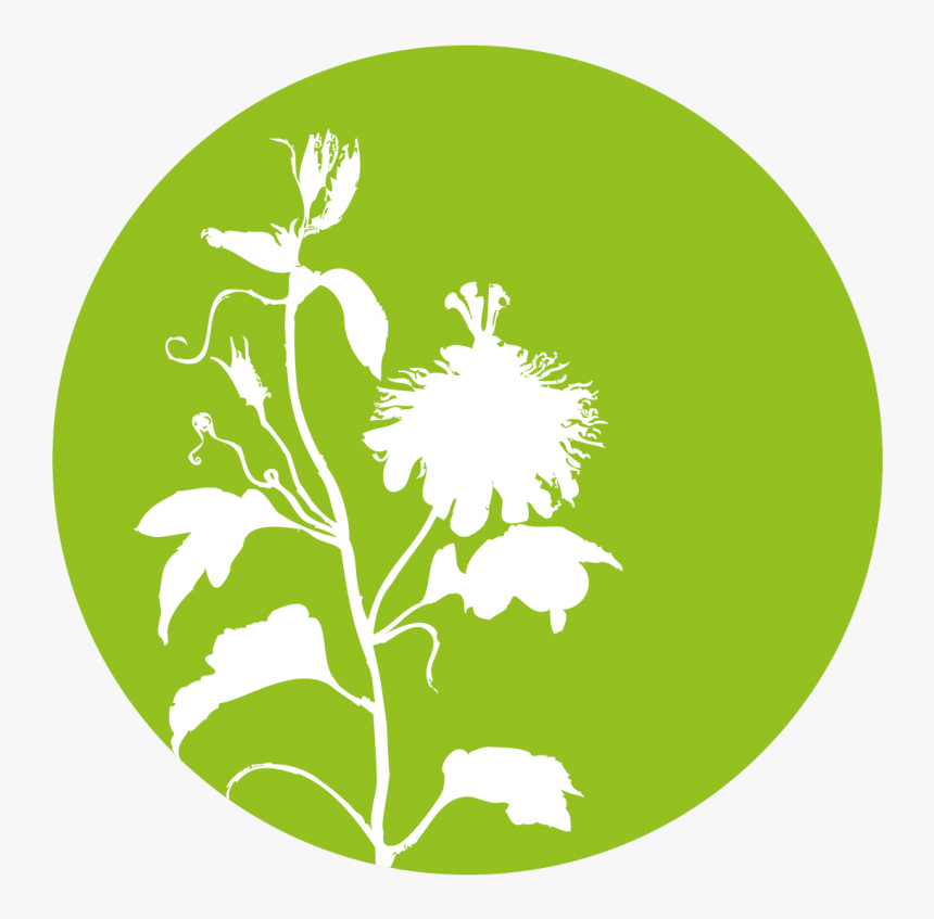 Viscum Album L - Andrographis Paniculata Icon, HD Png Download