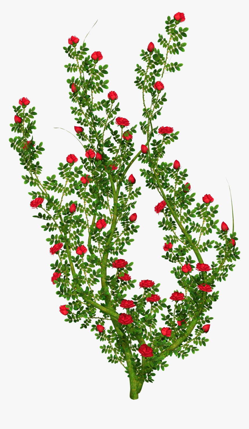Clip Art Rose Bushes Clipart - Transparent Background Rose Bush Clipart, HD Png Download