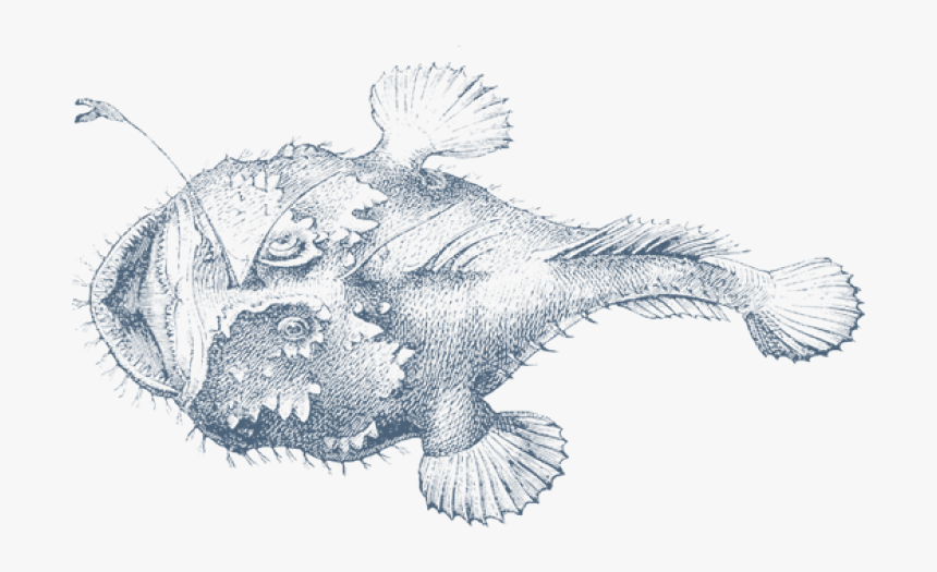 Png Free Anglerfish Drawing Angler Transparent Png Transparent Png Image Pngitem