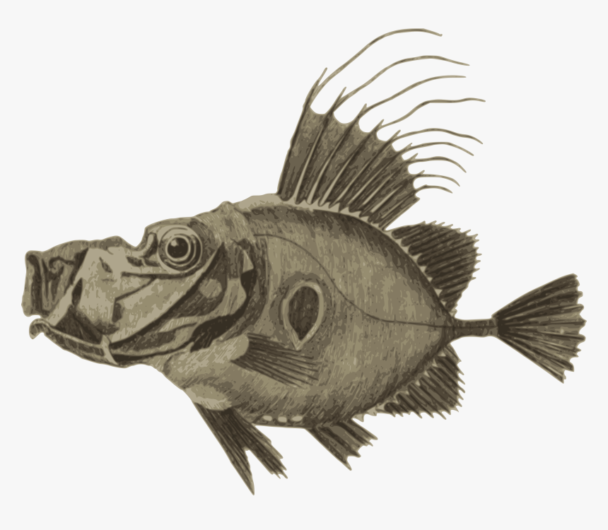 Fish Clip Arts - Fish, HD Png Download