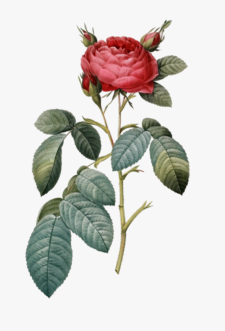 Rose Clipart Botanical - Vintage Flower Png, Transparent Png
