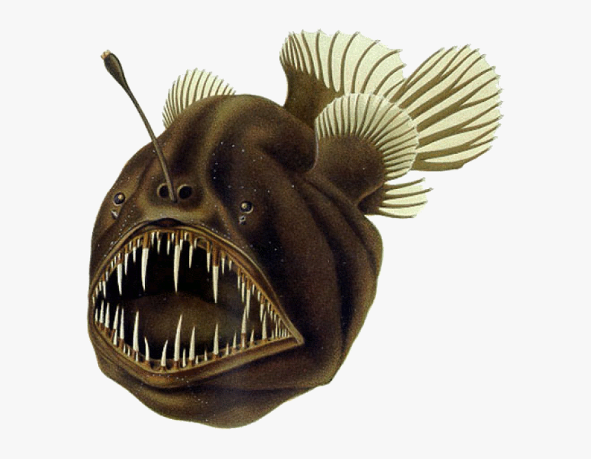 Angler Fish, HD Png Download
